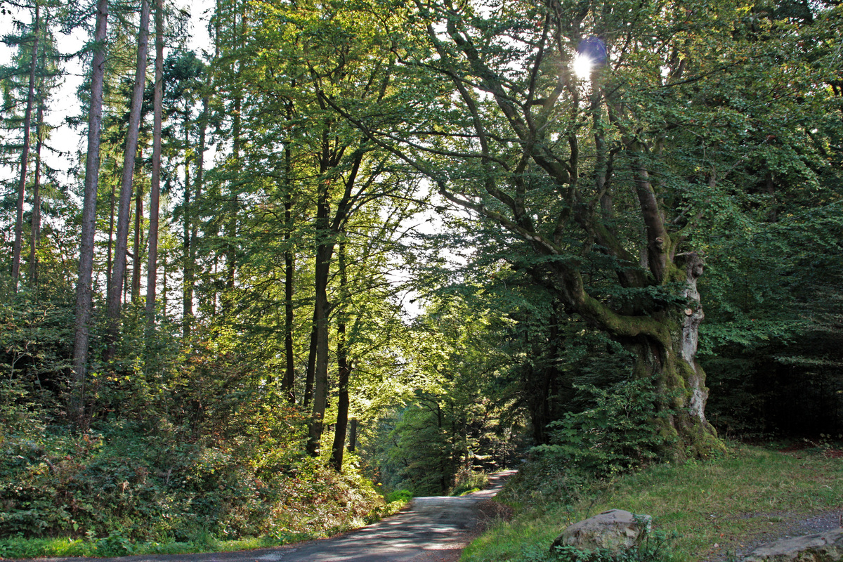 Hüllwald und Hüllbuche