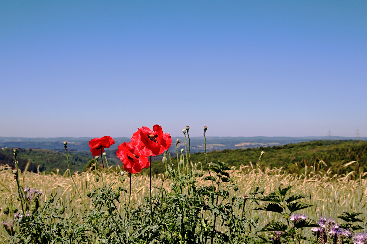 Panorama Steineroth