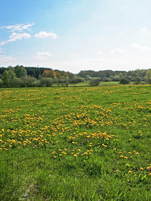 Neunkhausener Plateau